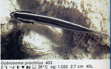Gobiosoma prochilus